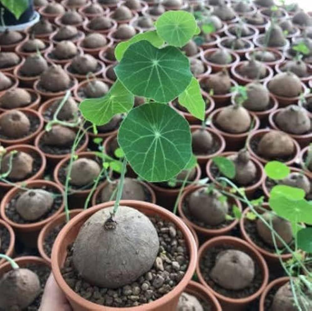 Rare succulent plant with round leaves in terracotta pot, ideal for collectors