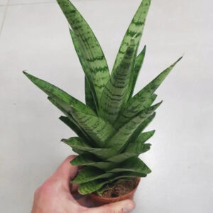 Variegated snake plant succulent in small pot, ideal for collectors and indoor decor