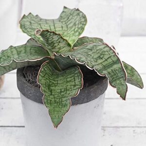 Variegated succulent with wavy green leaves in a gray pot, ideal for plant collectors.