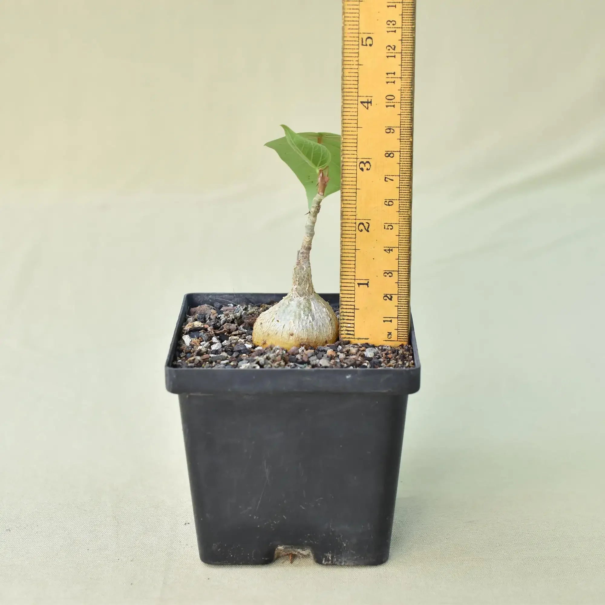 Ficus Petiolaris