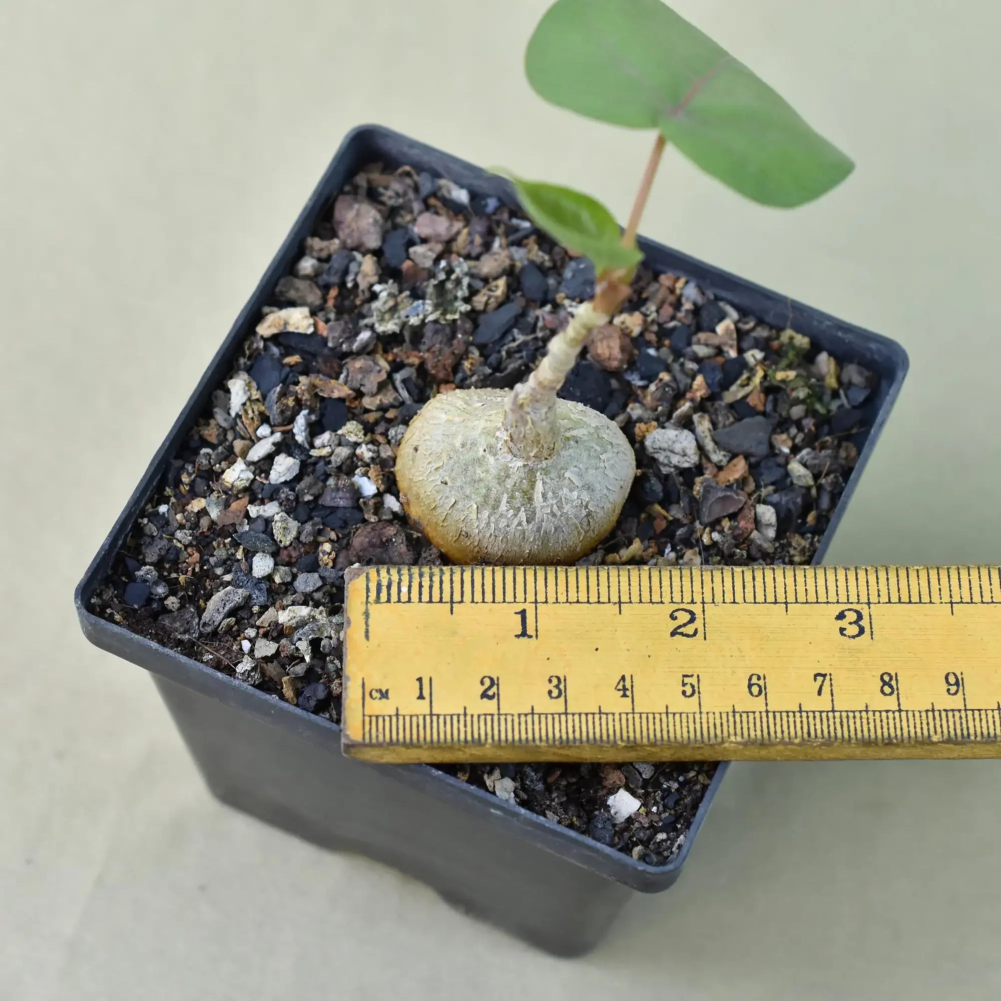Rare succulent plant with bulbous base and green leaves in black pot, measured with ruler for scale.