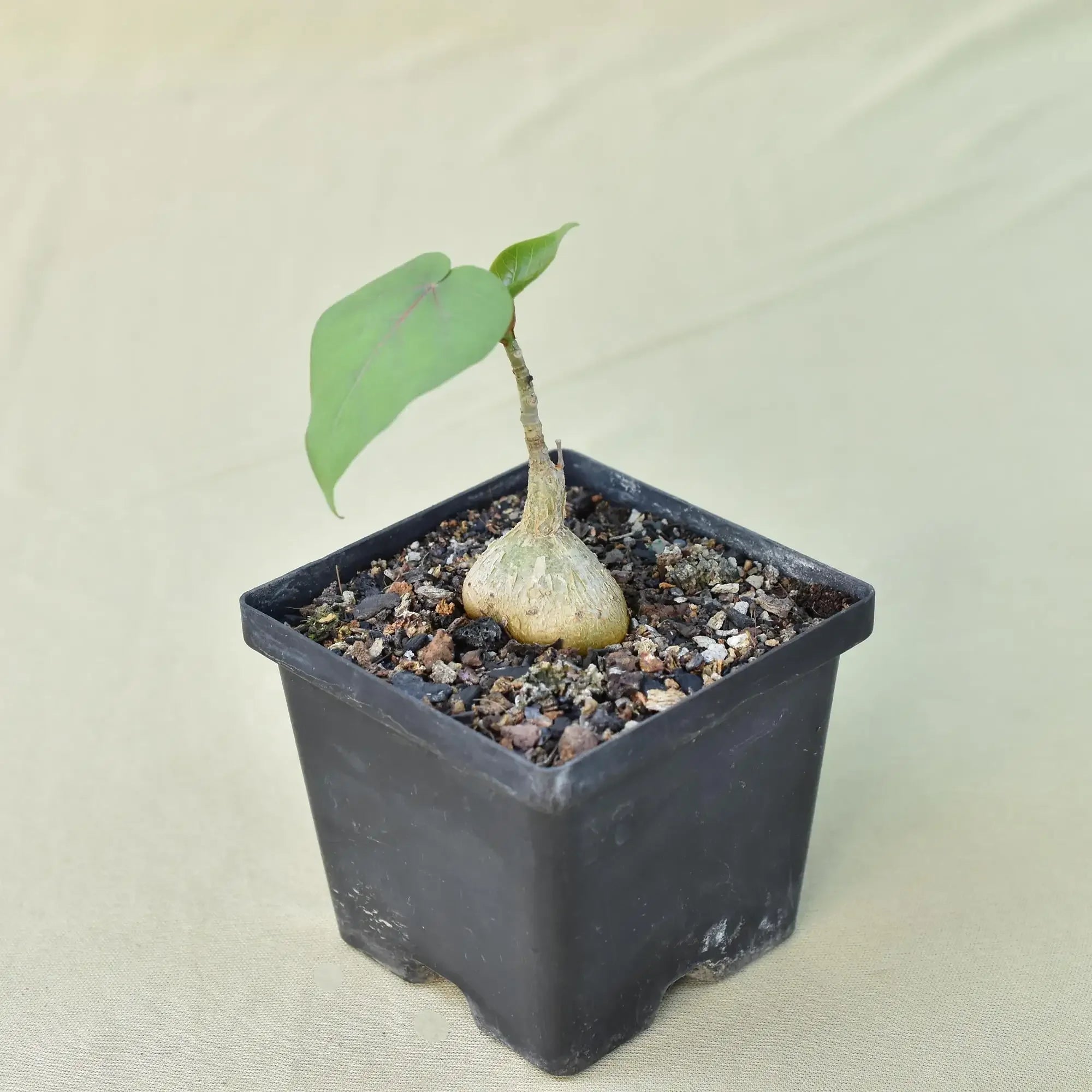 Rare succulent plant with bulbous base and green leaves in black pot, ideal for collectors