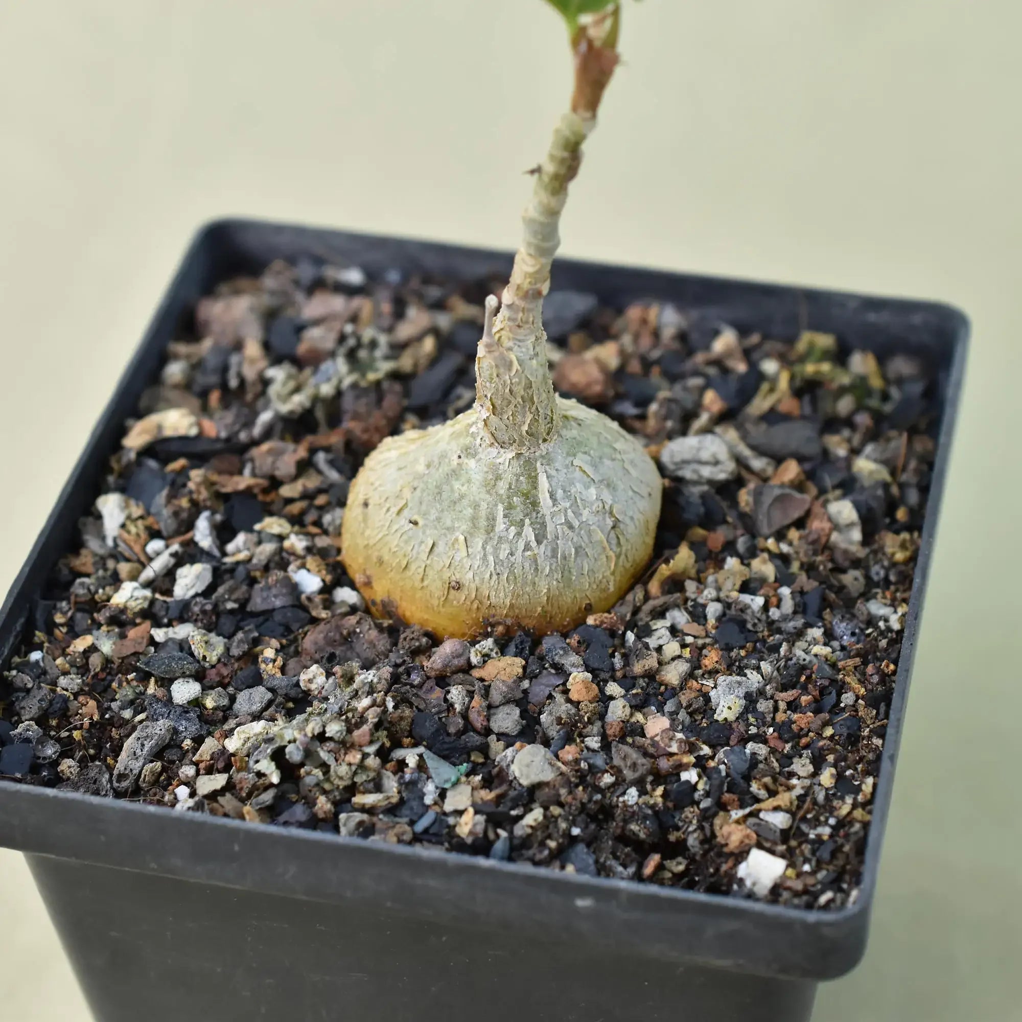 Rare succulent with bulbous base in black pot, ideal for collectors