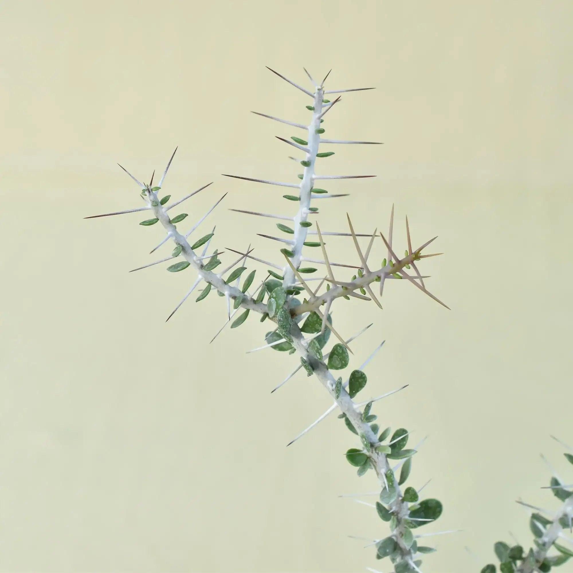 Alluaudia comosa