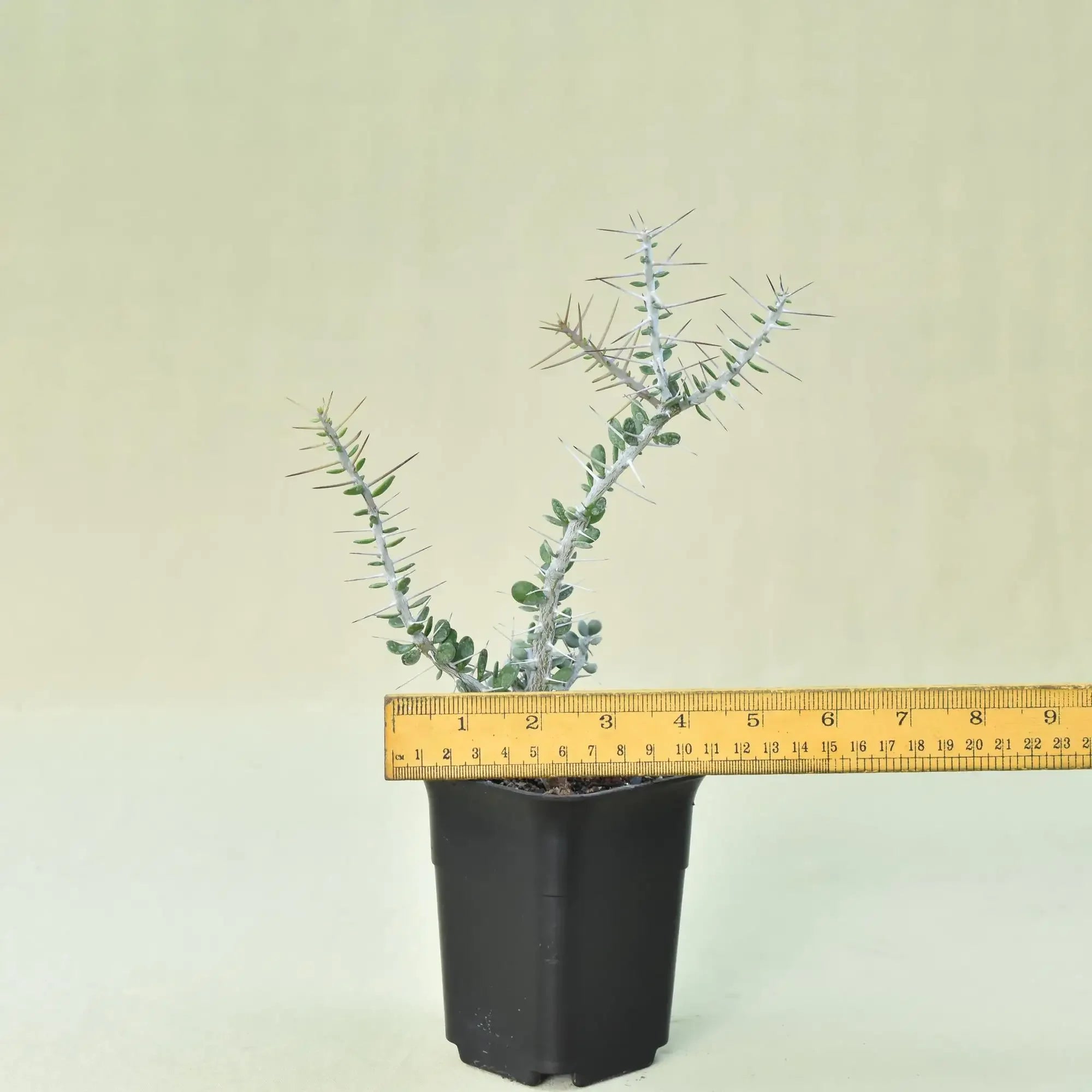 Alluaudia comosa