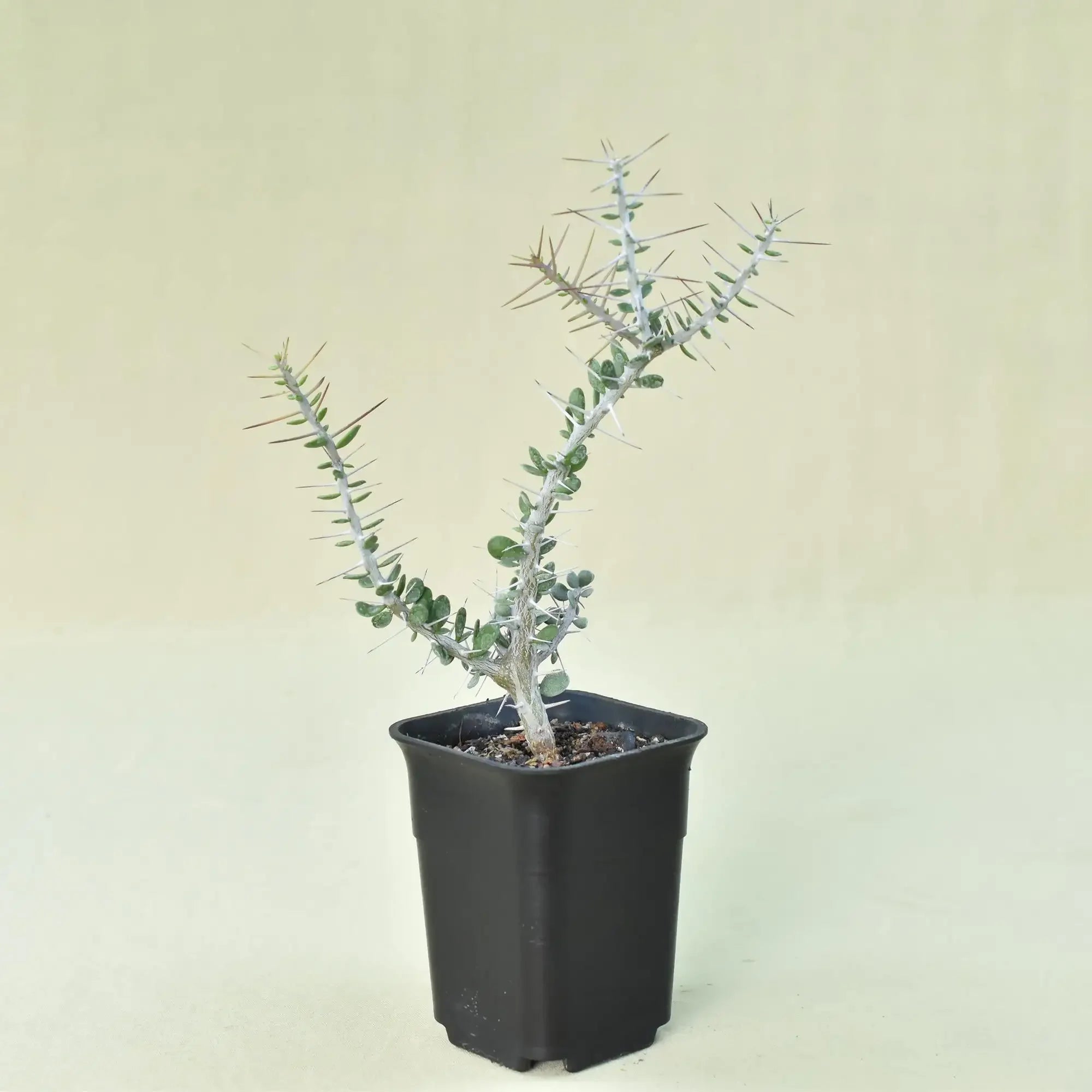 Alluaudia comosa