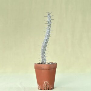 Spiky succulent plant in terracotta pot, ideal for collectors and rare plant enthusiasts