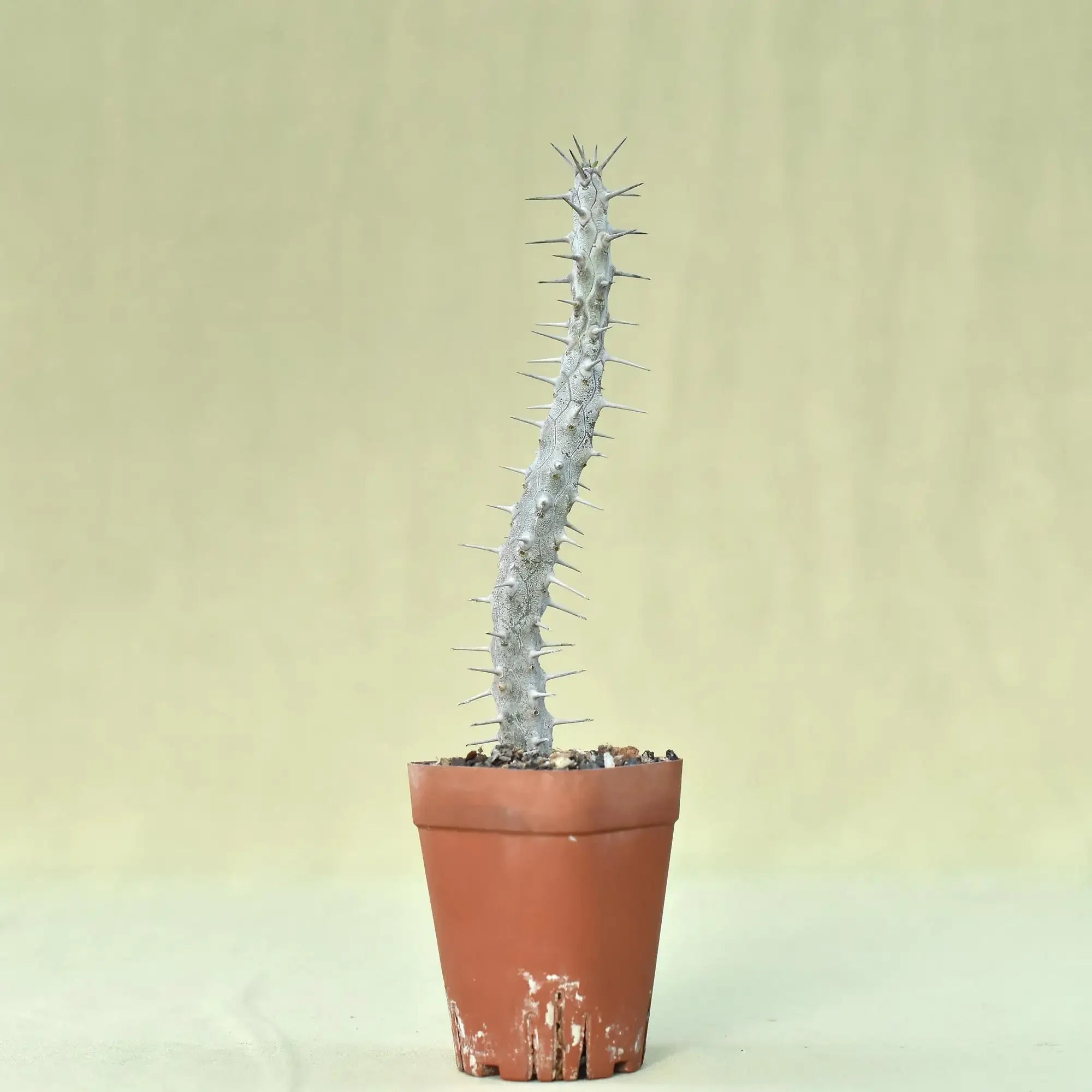 Spiky succulent plant in terracotta pot, ideal for collectors and rare plant enthusiasts