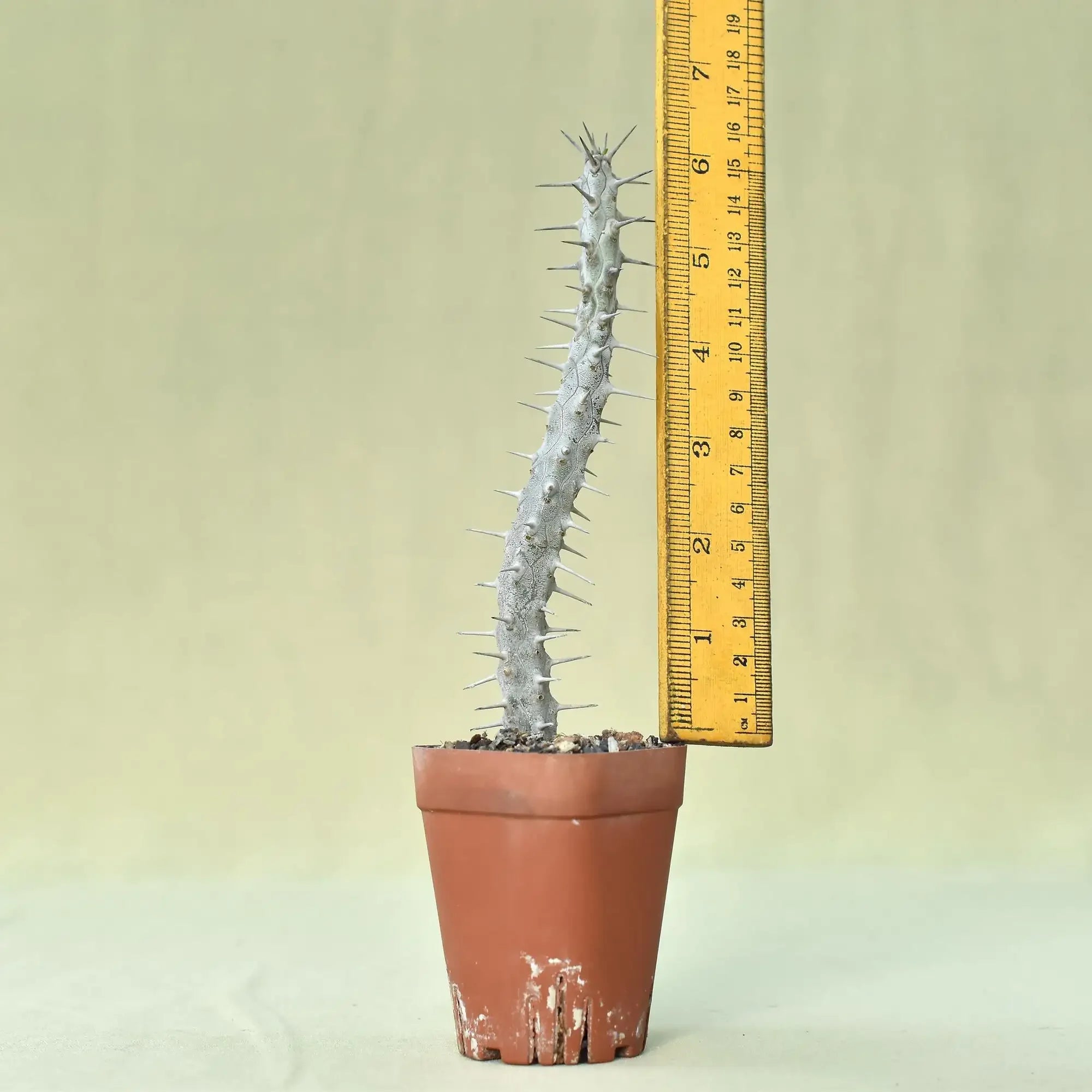 Spiky succulent plant in terracotta pot with ruler for scale, ideal for collectors