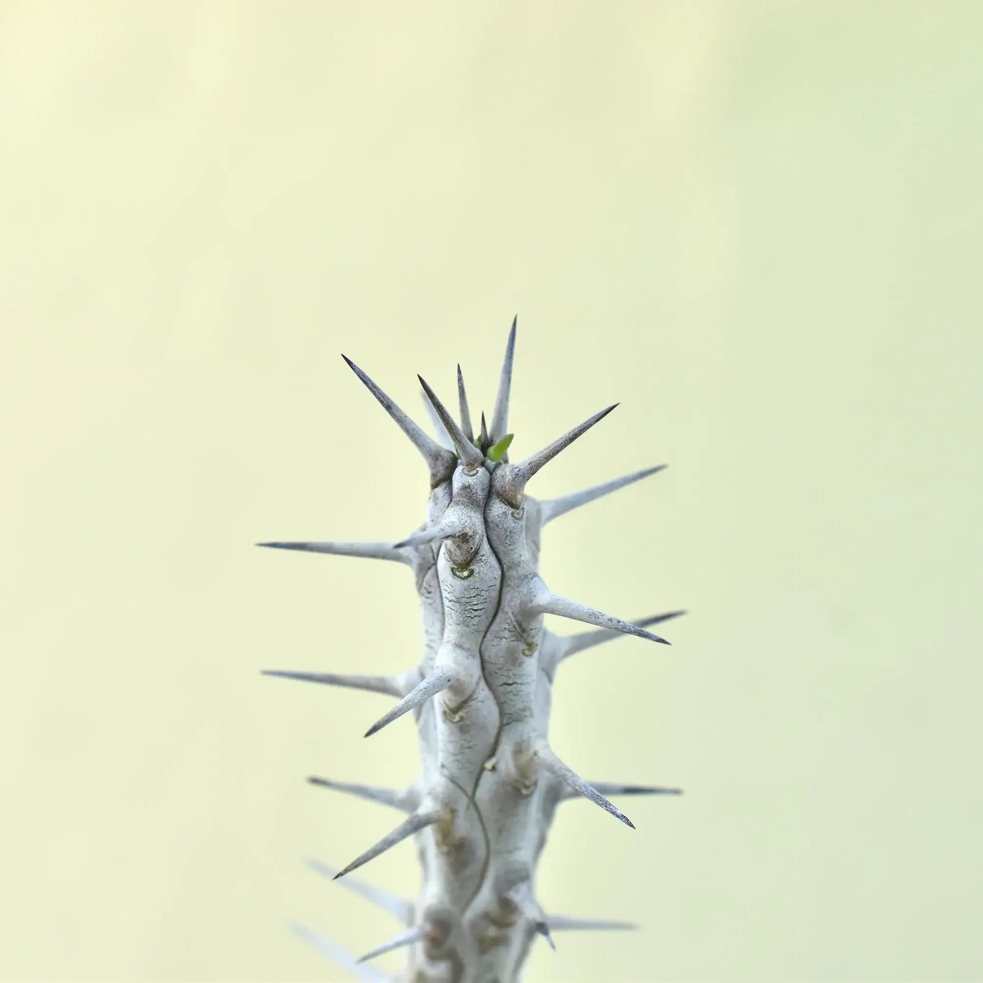 Spiky succulent plant with sharp thorns and new growth, ideal for collectors