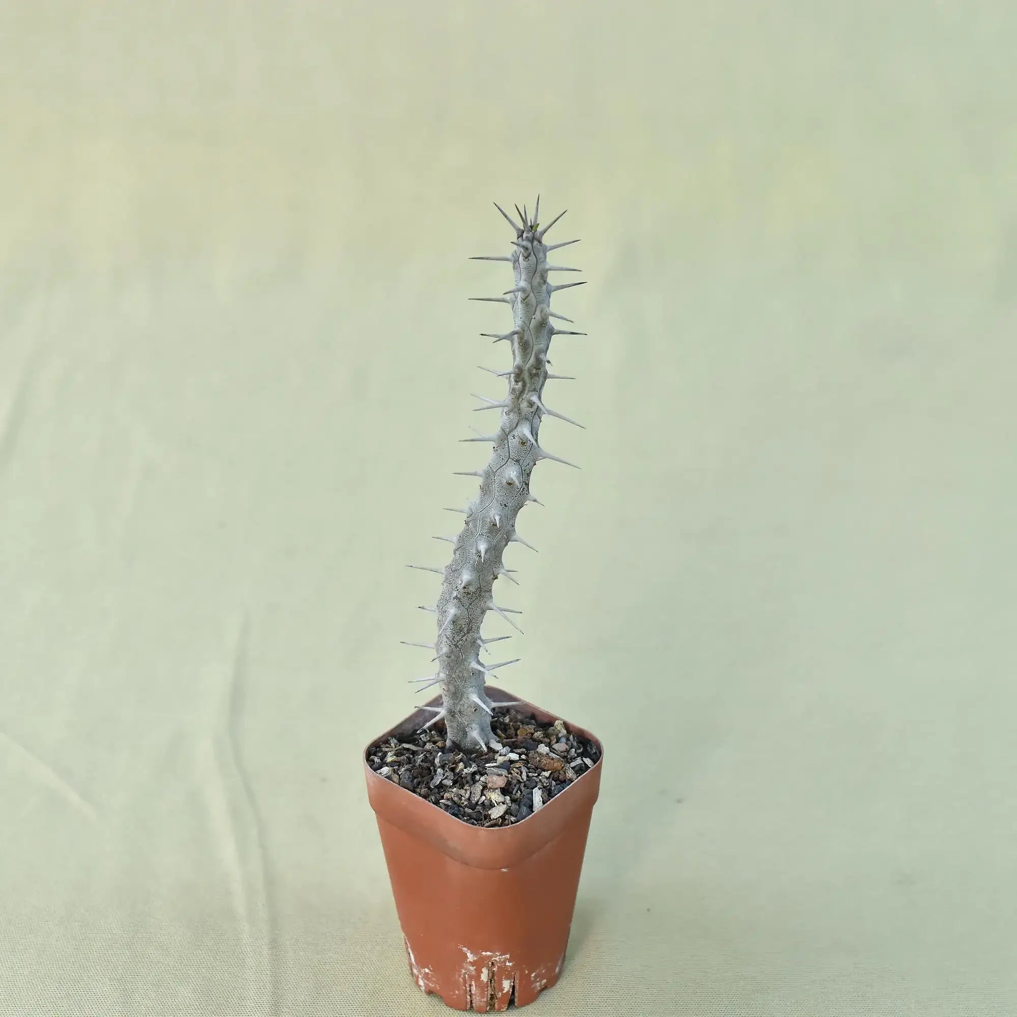Spiky succulent plant in terracotta pot, ideal for collectors and rare plant enthusiasts