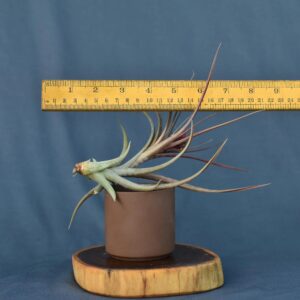 Air plant with long spiky leaves in brown pot, measured by ruler, ideal for collectors