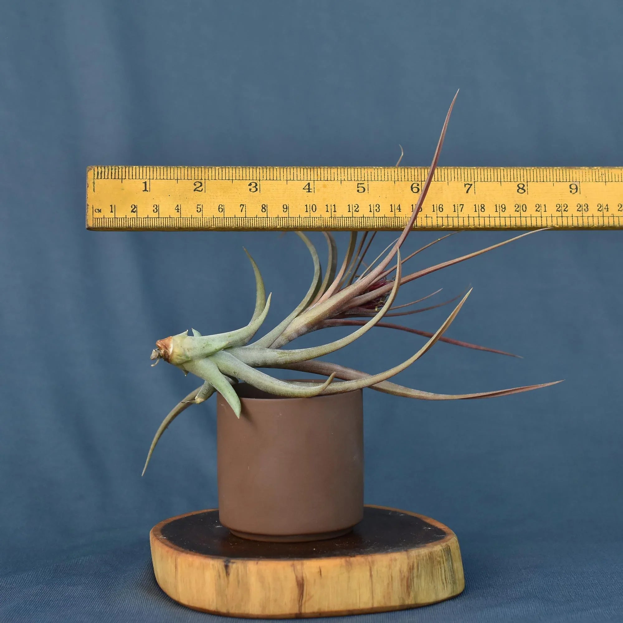 Air plant with long spiky leaves in brown pot, measured by ruler, ideal for collectors
