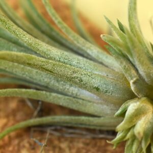 Close-up of rare succulent with textured green leaves, ideal for collector plants