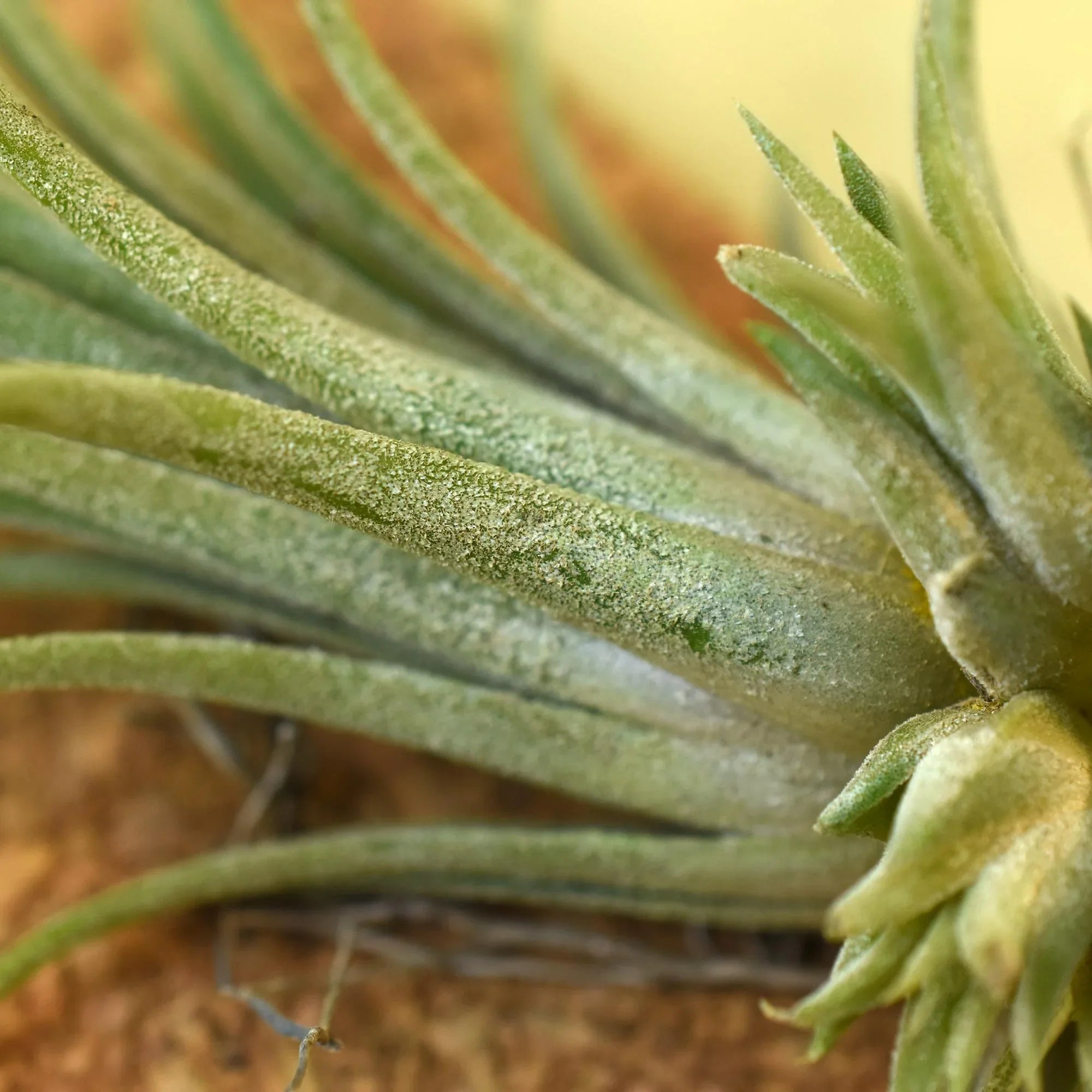 Close-up of rare succulent with textured green leaves, ideal for collector plants