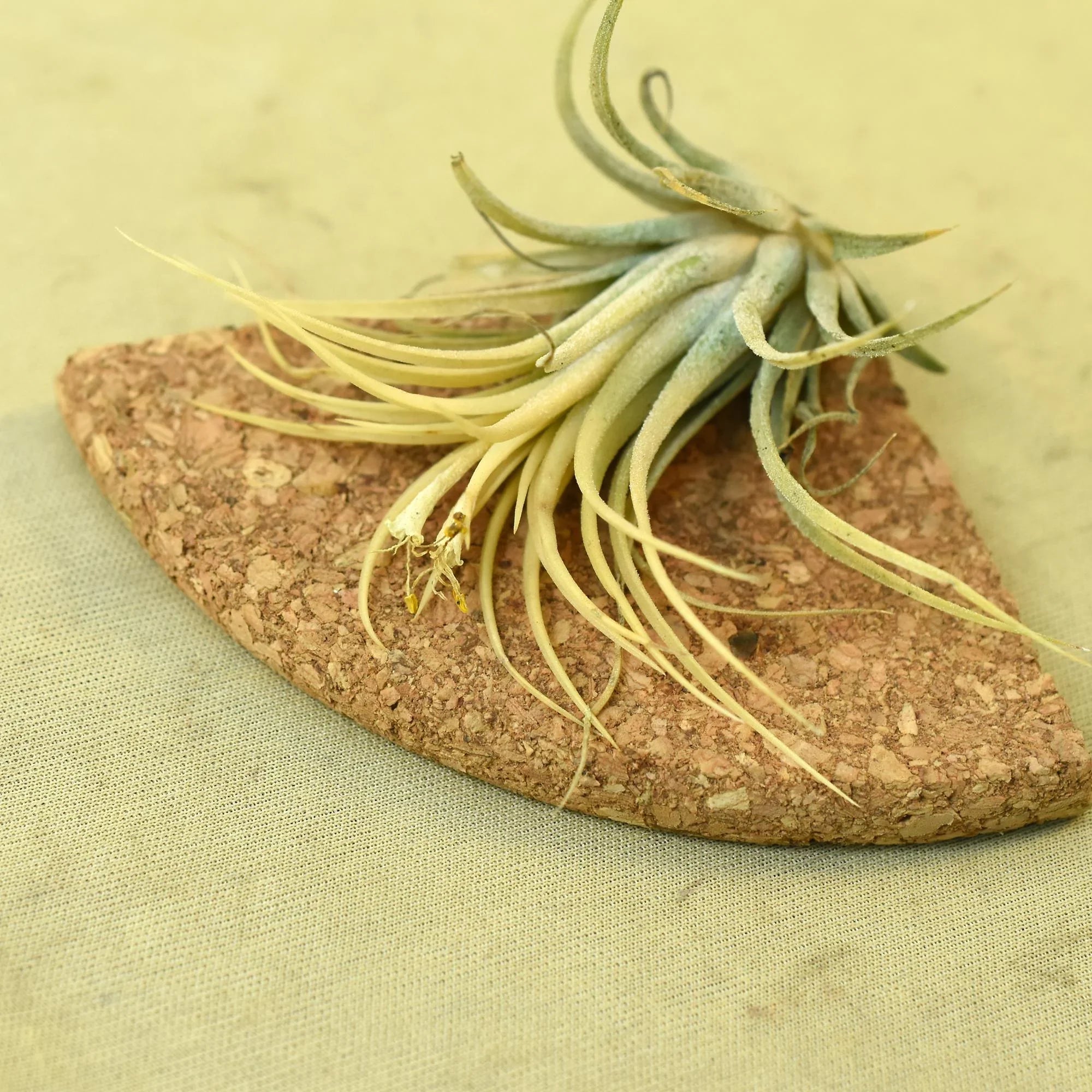 Tillandsia ionantha 'Druid'