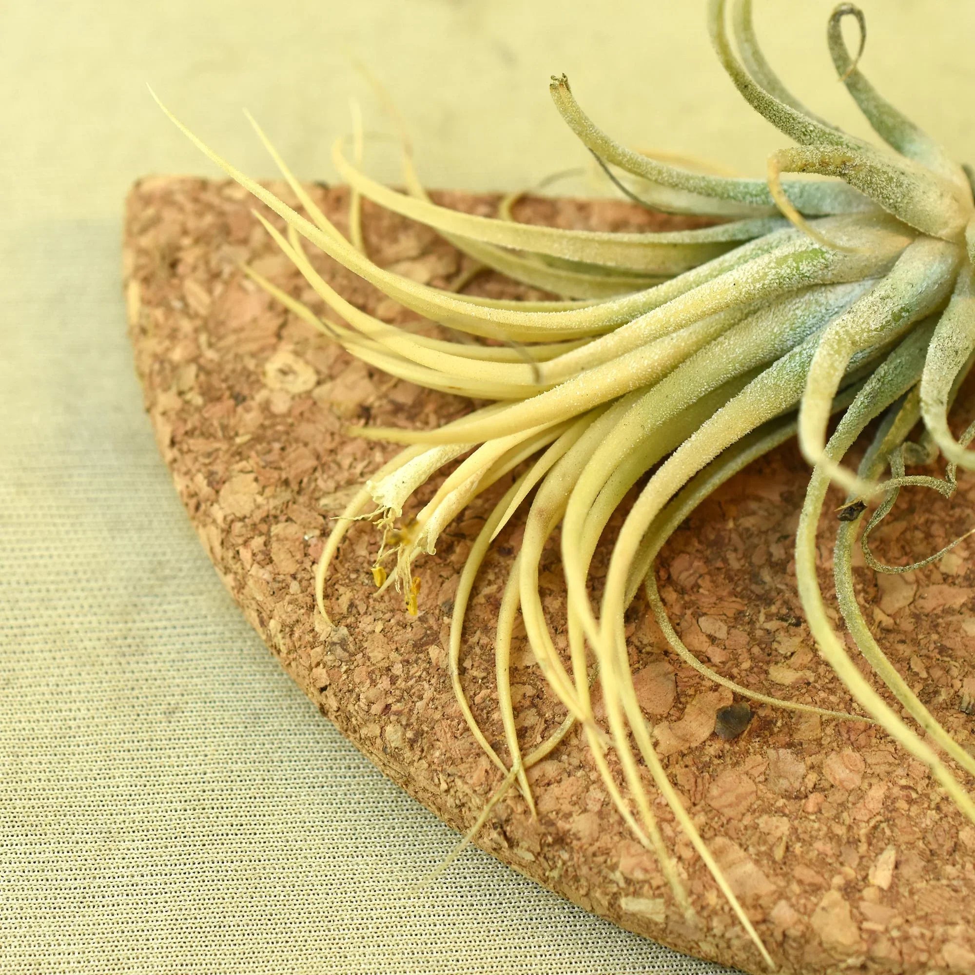Tillandsia ionantha 'Druid'