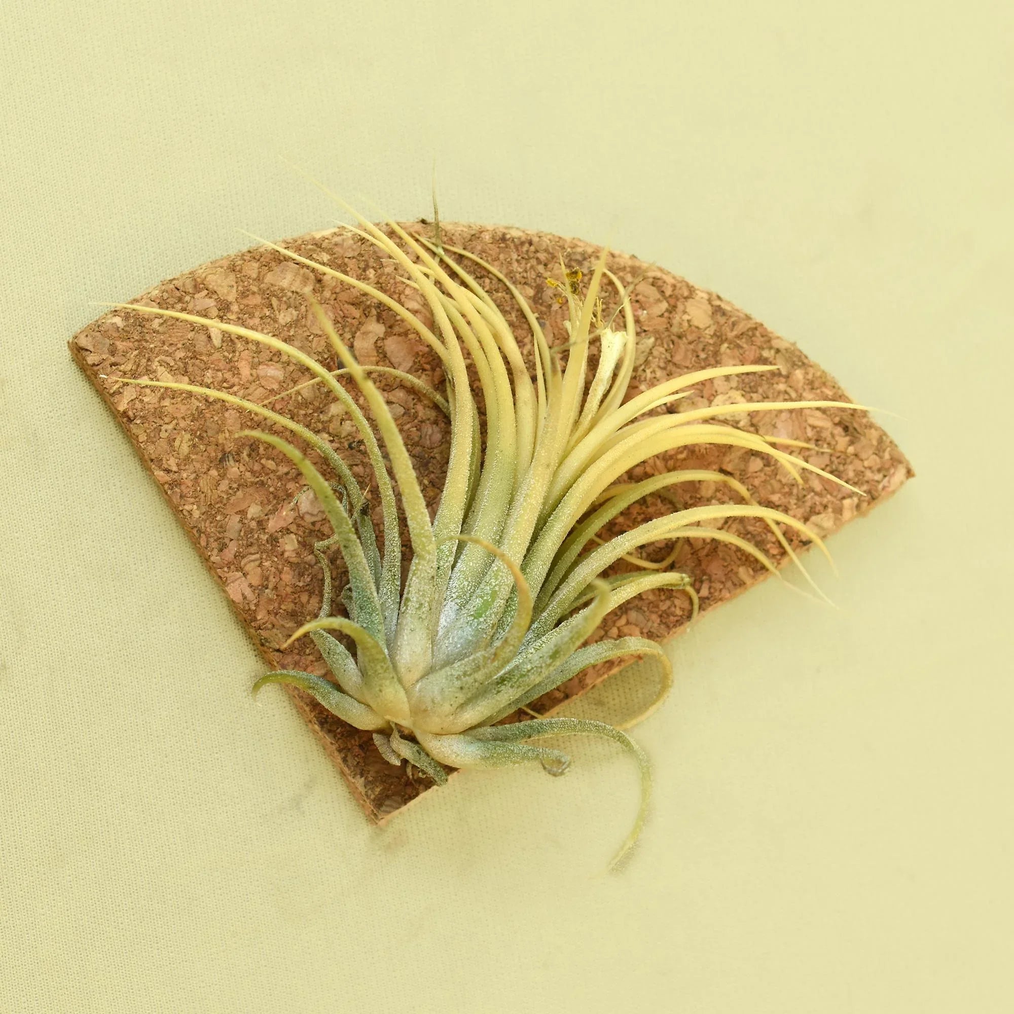 Tillandsia ionantha 'Druid'