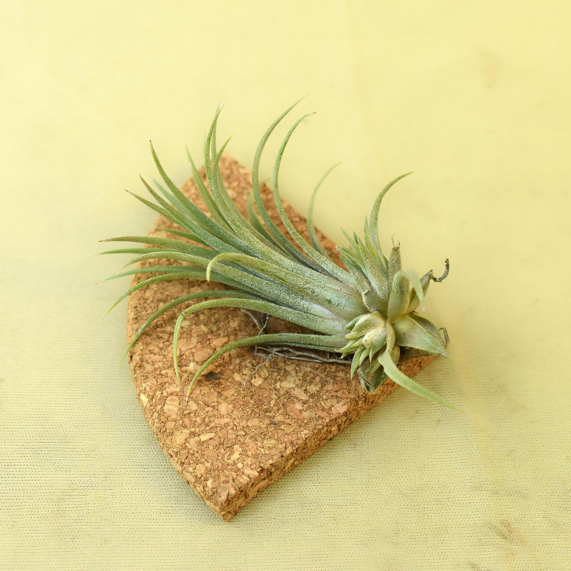 Air plant with slender green leaves on a cork base, ideal for succulent collectors