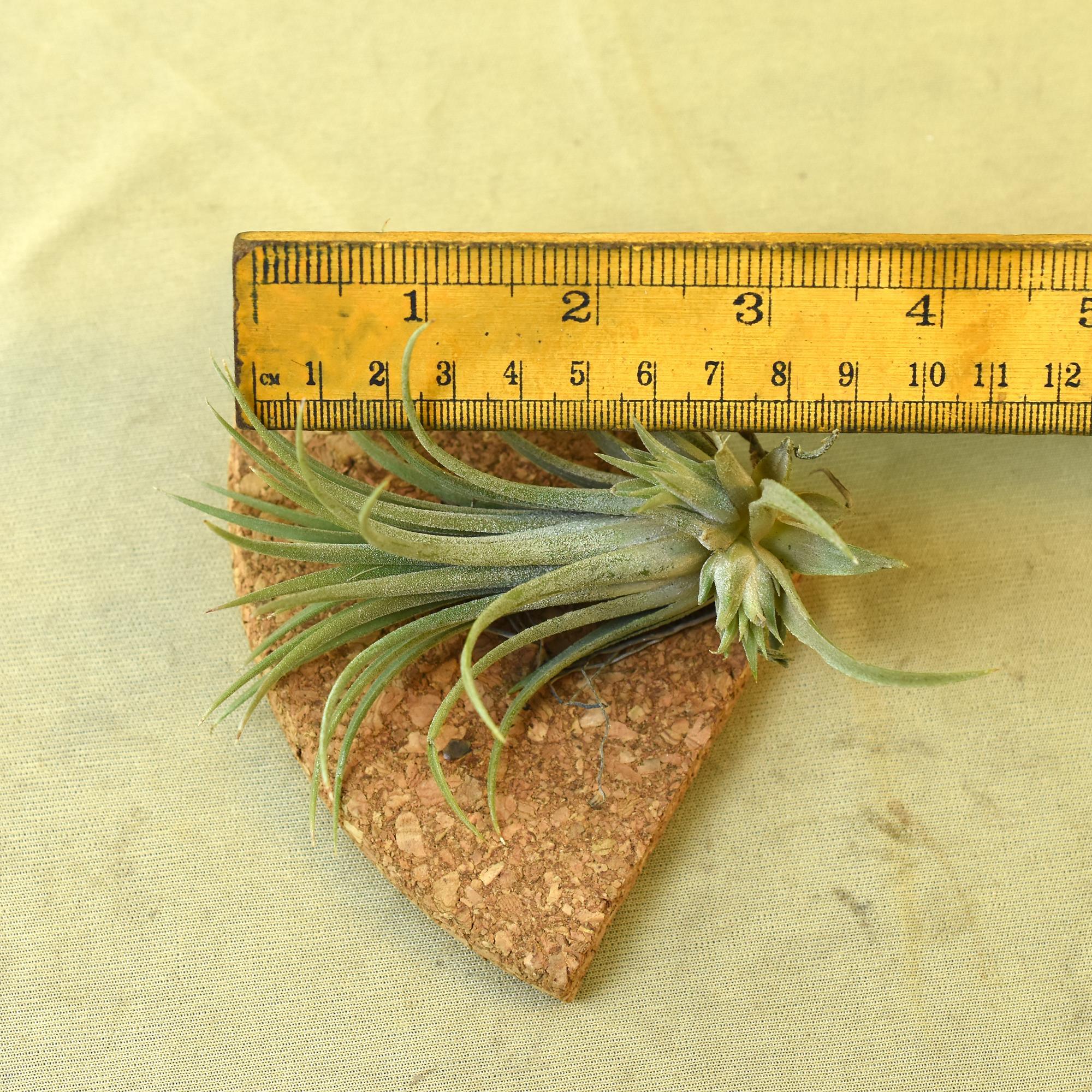 Air plant with ruler for scale, showcasing succulent texture and size on cork base