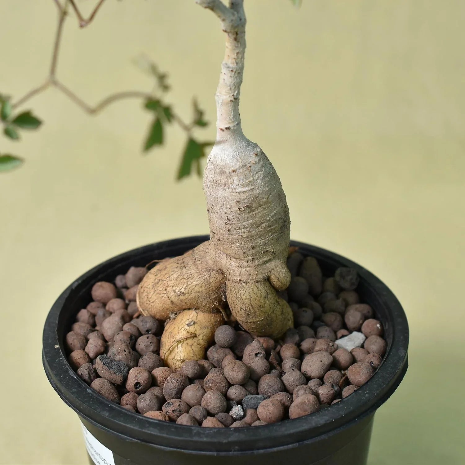 Cyphostemma Elephantopus