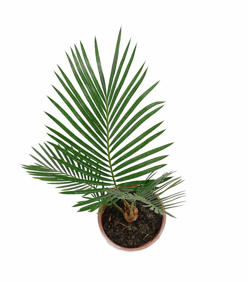 Potted cycad plant with lush green fronds, ideal for rare plant collectors