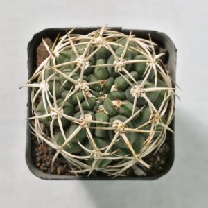 Spiky green cactus in black pot, ideal for succulent collectors and rare plant enthusiasts