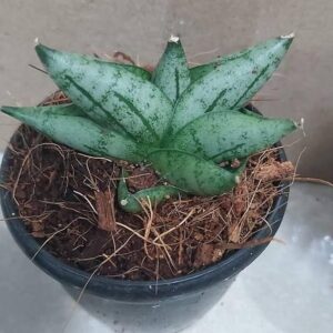 Variegated succulent plant in black pot with soil and roots visible