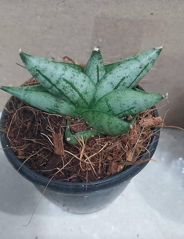 Variegated succulent plant in black pot with soil and roots visible