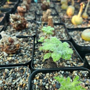 Fuzzy green succulent plant in black pot among rare collector varieties