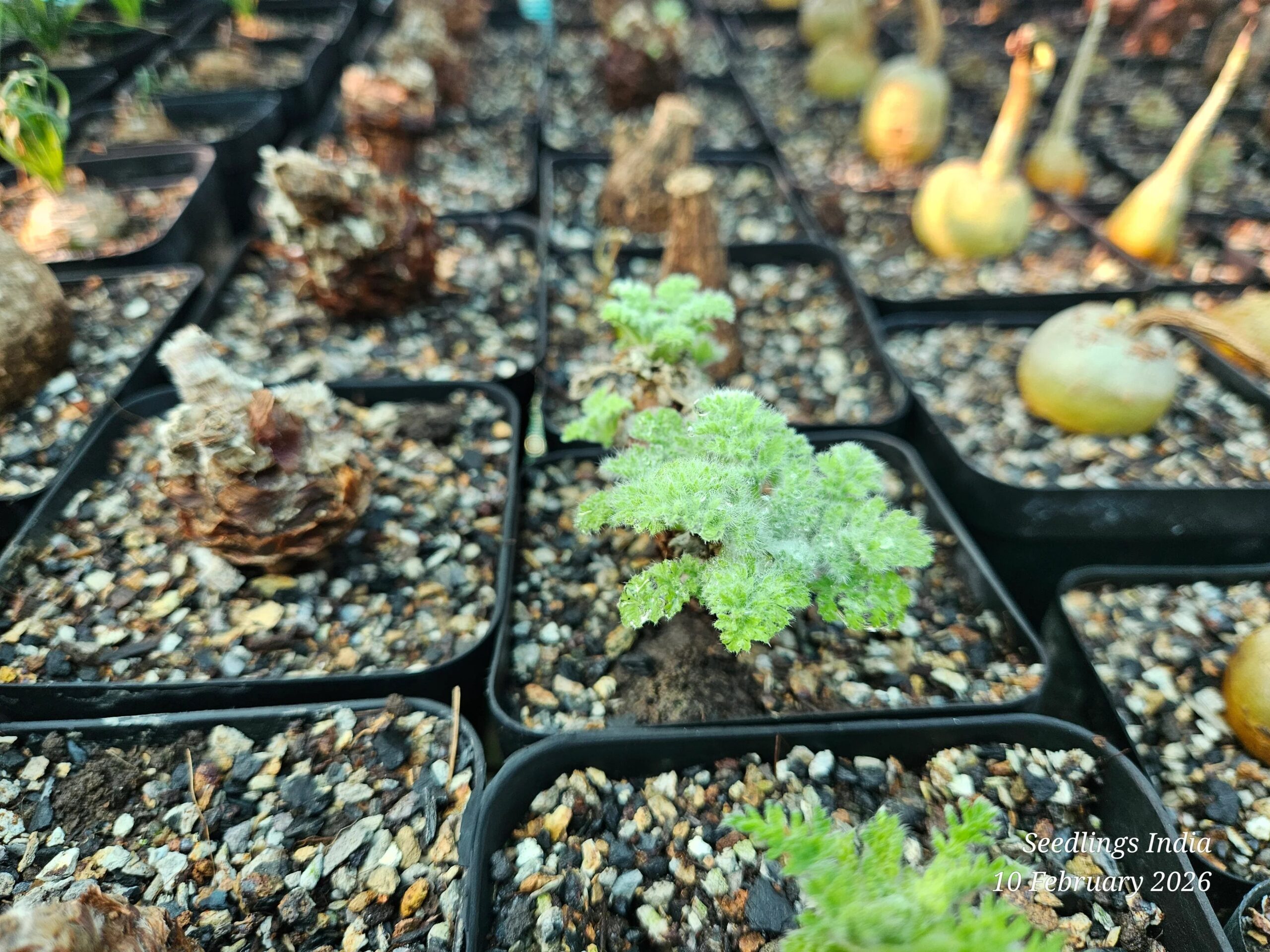 Fuzzy green succulent plant in black pot among rare collector varieties