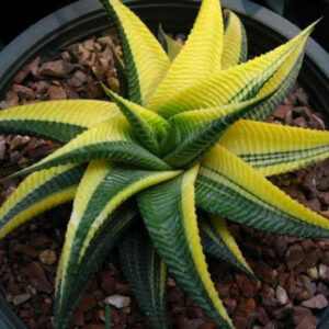 Variegated succulent with yellow-green striped leaves in a pot, ideal for collectors