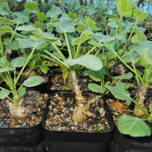 Jatropha Marginata