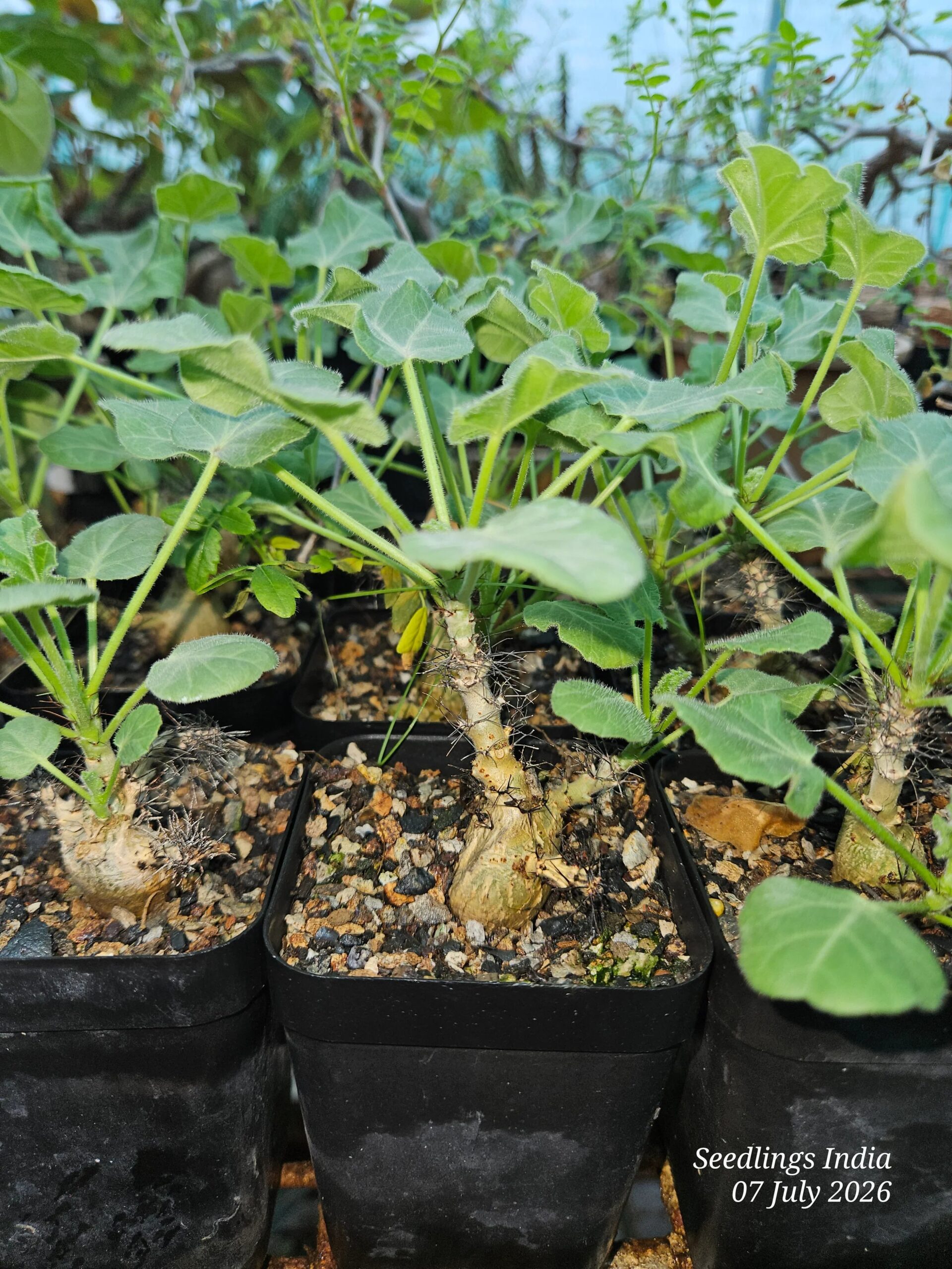 Jatropha Marginata