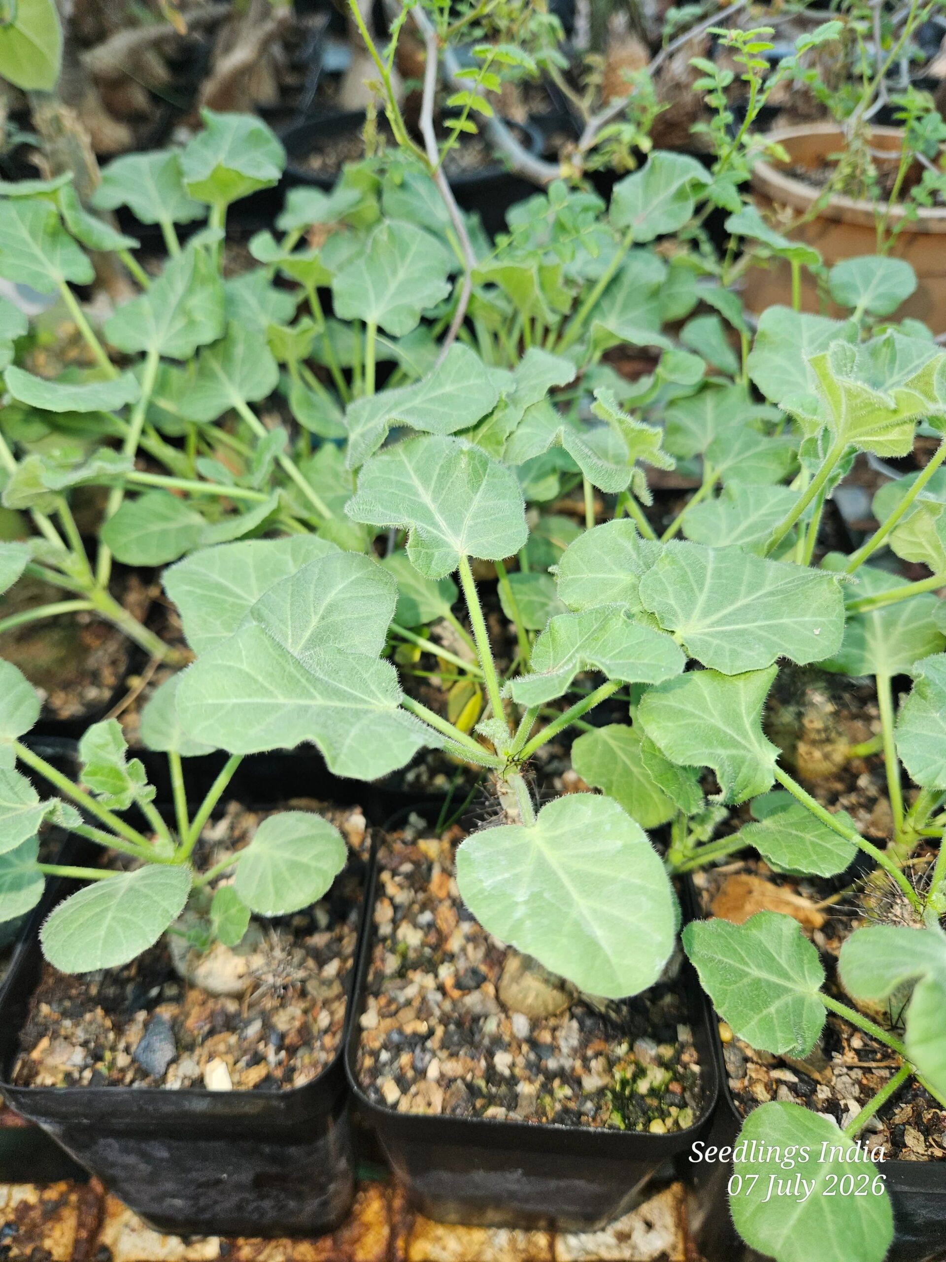 Jatropha Marginata