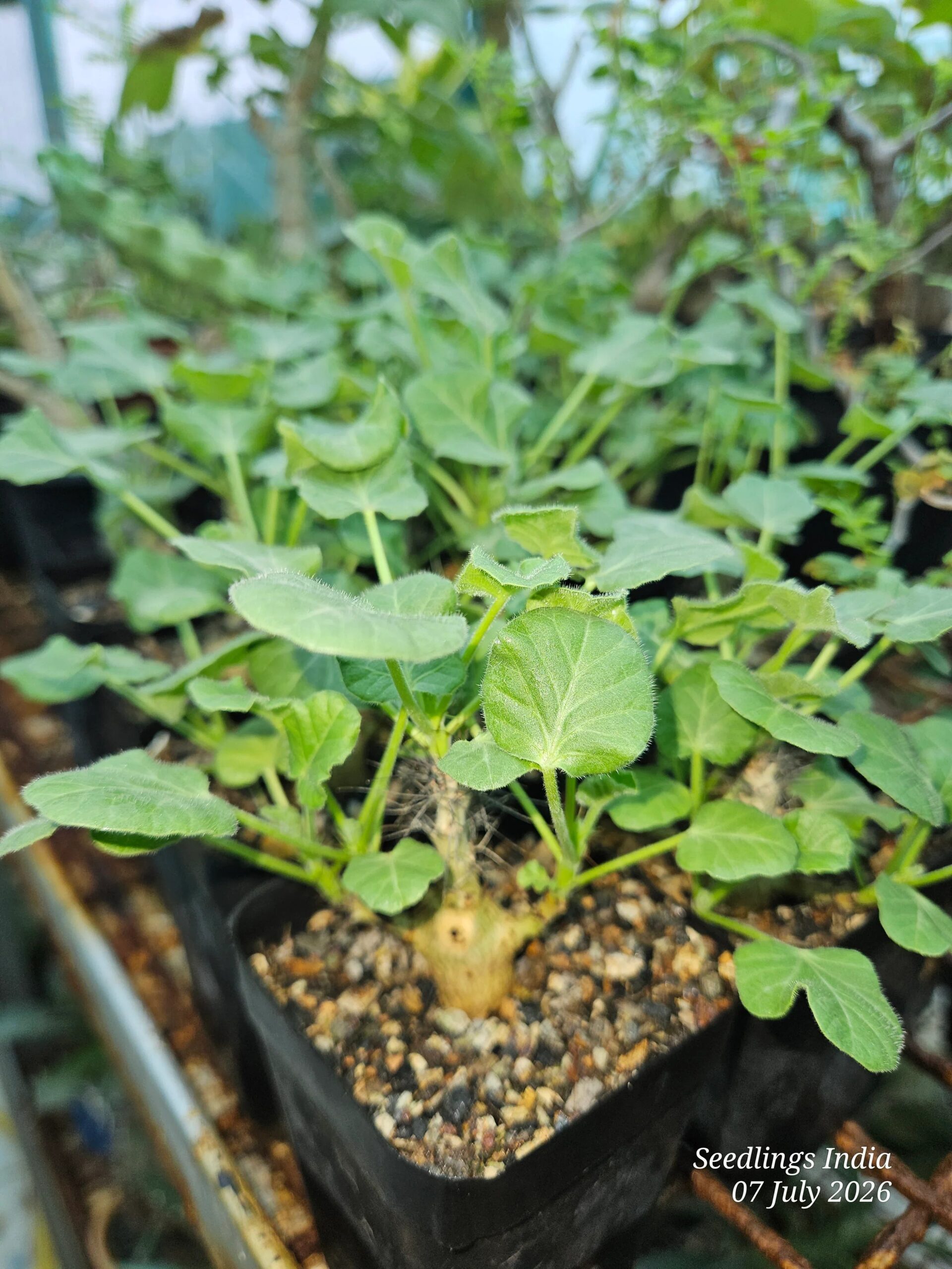 Jatropha Marginata