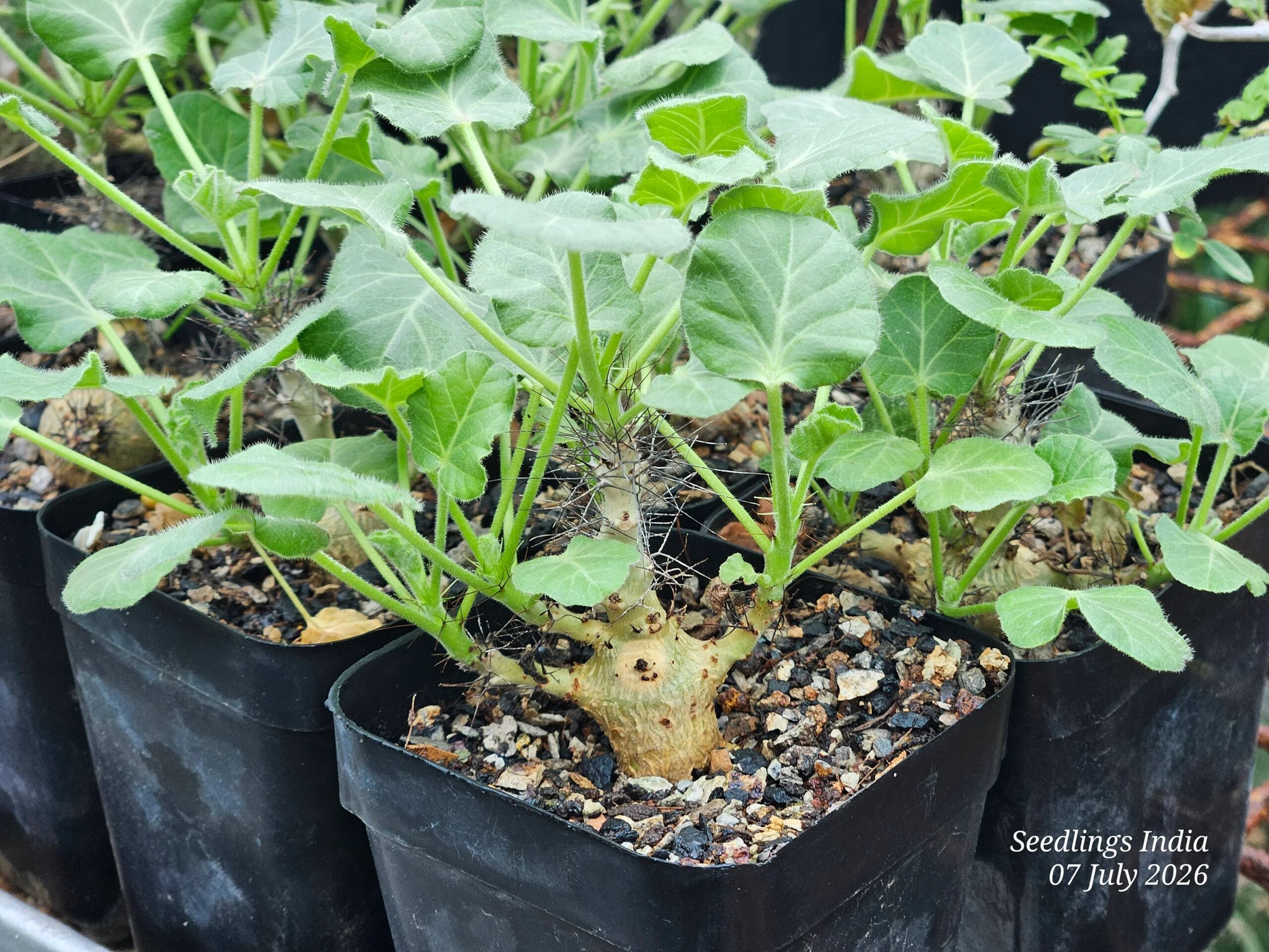 Jatropha Marginata