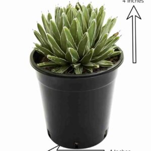 Variegated agave succulent in 4-inch pot, ideal for collectors and indoor gardens