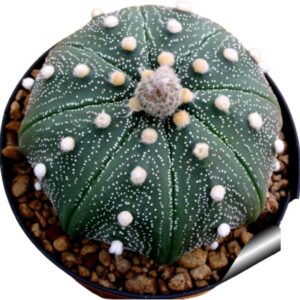 Rare green cactus with white dots and fuzzy spines in a pot, ideal for collectors