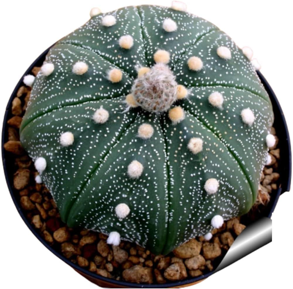 Rare green cactus with white dots and fuzzy spines in a pot, ideal for collectors