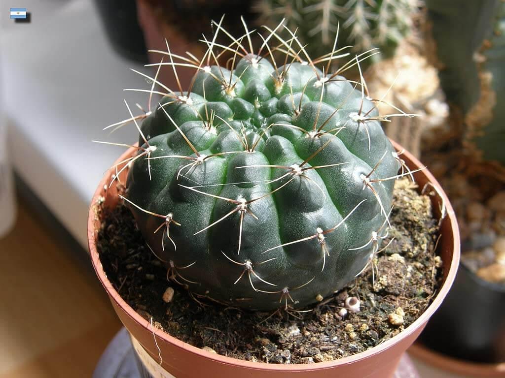 Green cactus with sharp spines in terracotta pot, ideal for succulent collectors