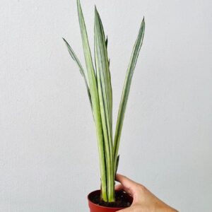 Variegated snake plant in red pot, ideal for indoor collectors and succulent enthusiasts