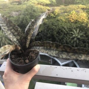 Variegated succulent plant with wavy leaves in a black pot, held on a balcony with greenery background