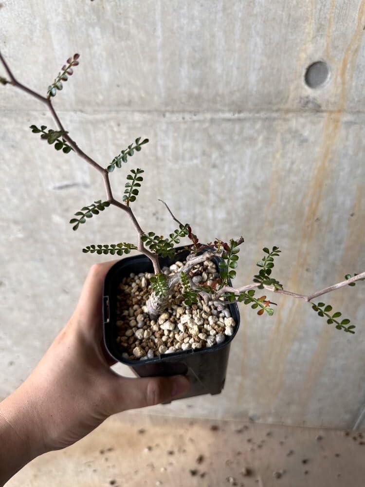 Small potted succulent with delicate branches and green leaves, ideal for collectors