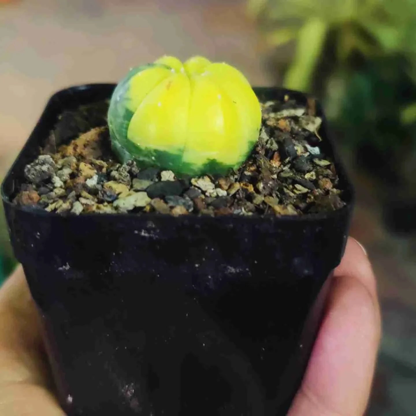 Variegated yellow-green succulent in black pot, ideal for collectors