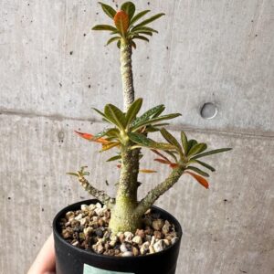 Variegated succulent plant in black pot with gravel, held against concrete wall