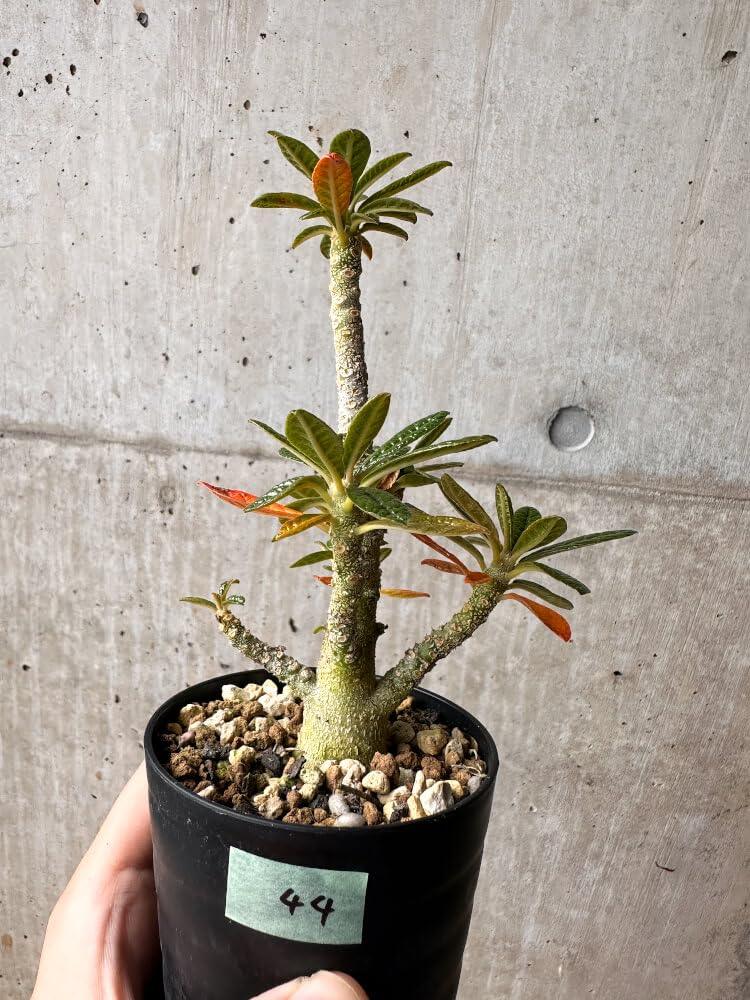 Variegated succulent plant in black pot with gravel, held against concrete wall