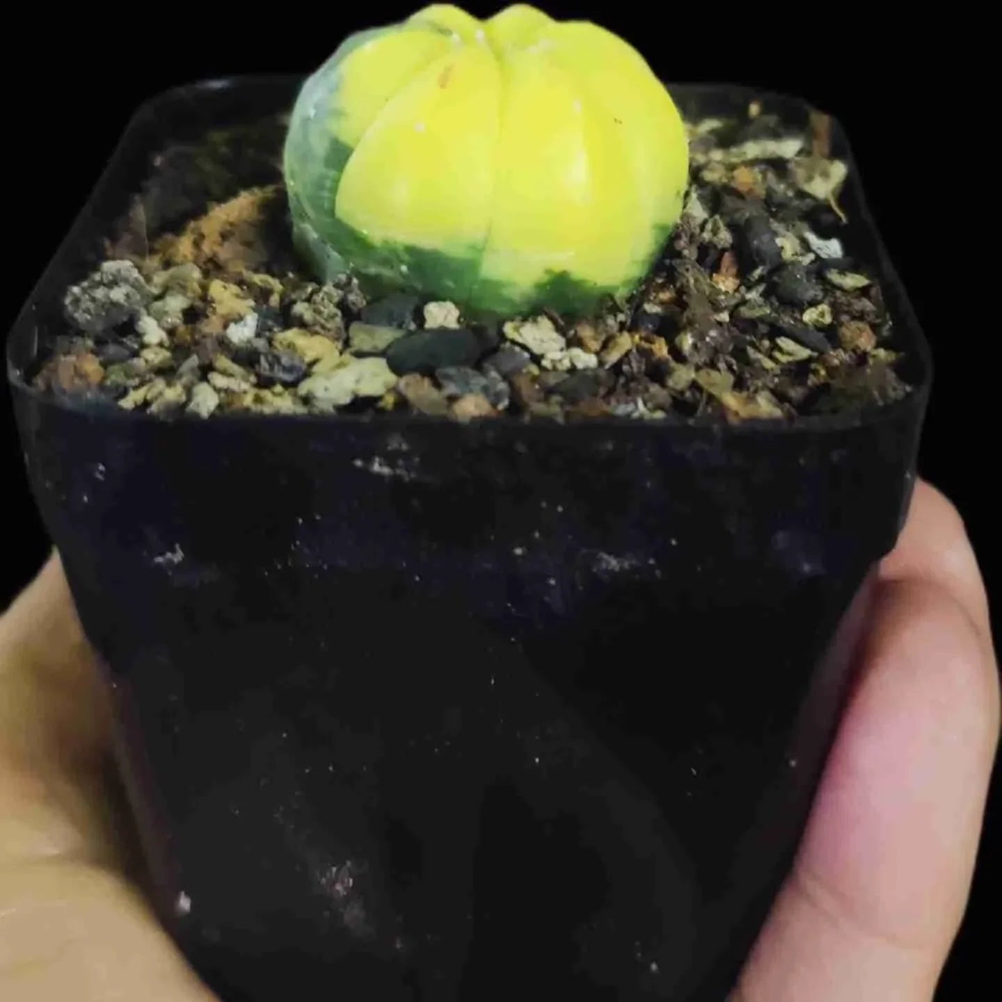 Variegated succulent plant in black pot with gravel soil, held in hand