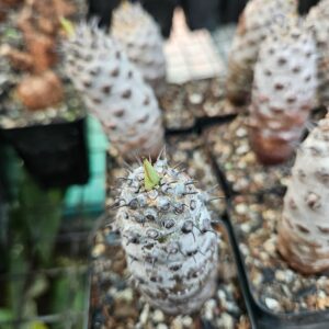 Rare spiky succulent with new green growth, ideal for collector plants and exotic garden displays.
