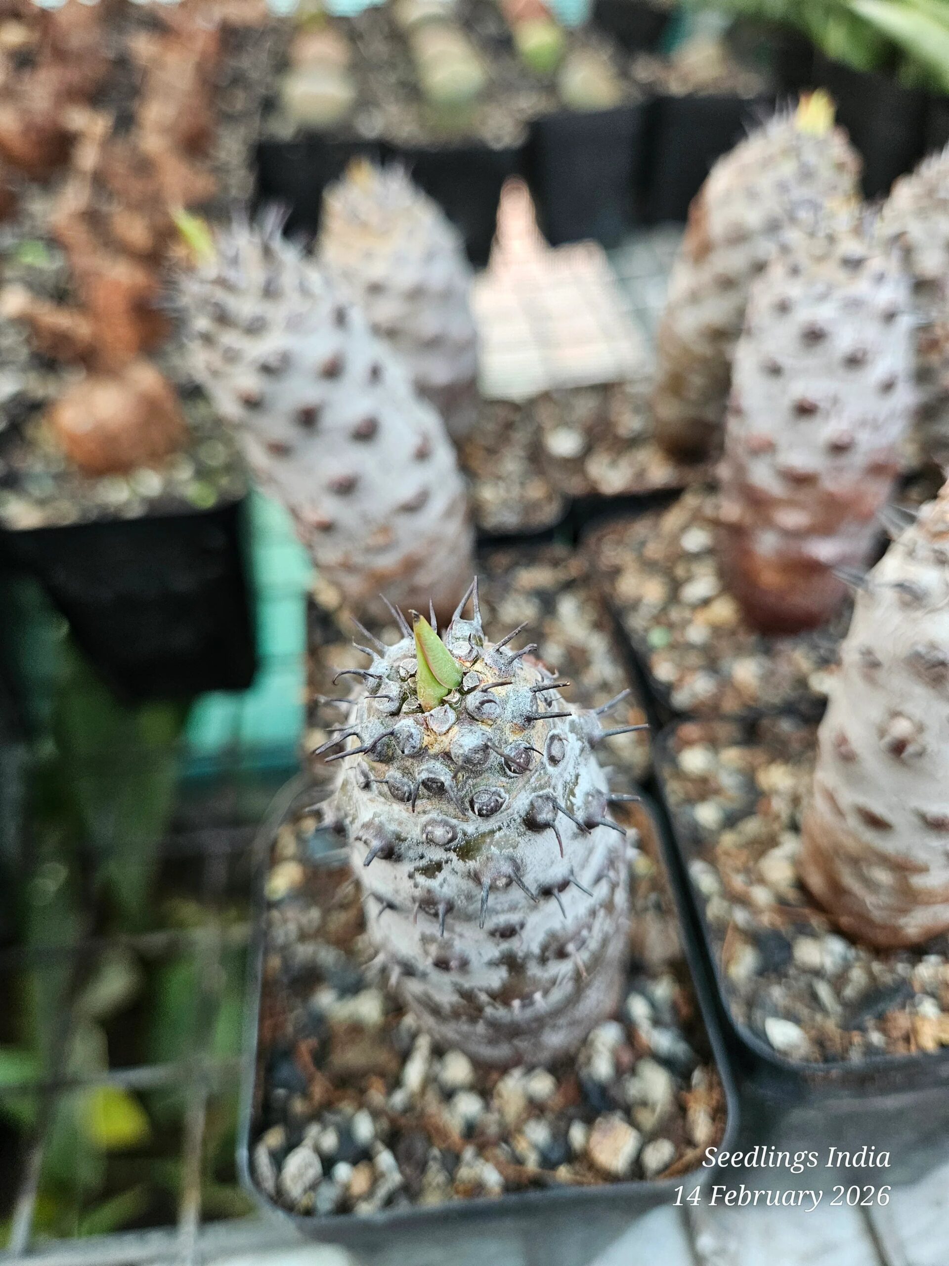 Rare spiky succulent with new green growth, ideal for collector plants and exotic garden displays.